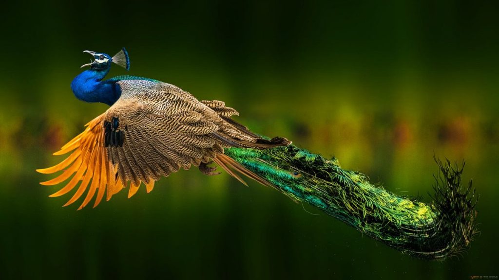 Vẻ đẹp kiêu sa của loài chim khổng tước phật mẫu - YouTube