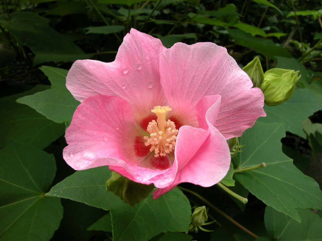 Những hình ảnh hoa Phù Dung đẹp nhất  Ý nghĩa hoa Phù Dung